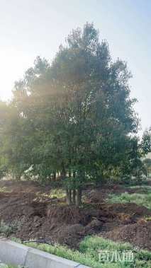 80公分(5杆)丛生香樟