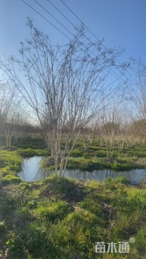 高度500厘米丛生紫薇