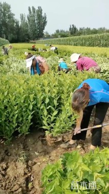 高度30厘米红王子锦带