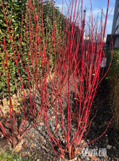 高度40厘米红瑞木