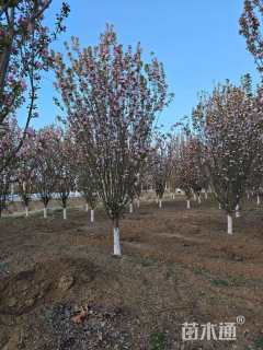 30公分西府海棠