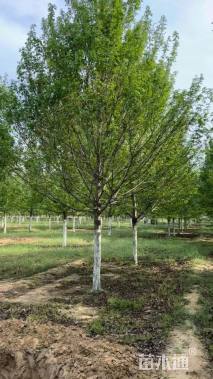 11公分美国红枫-红冠