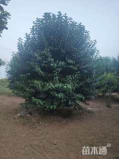 高度500厘米丛生大叶女贞