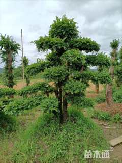 50公分造型榔榆