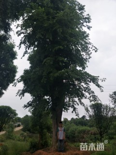 60公分朴树