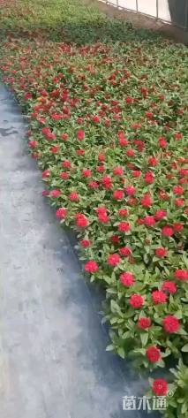 高度10厘米百日草