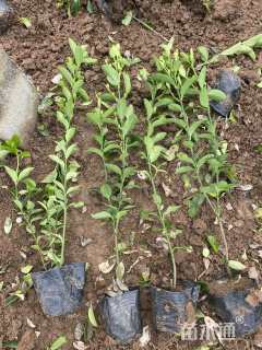 高度50厘米大叶黄杨