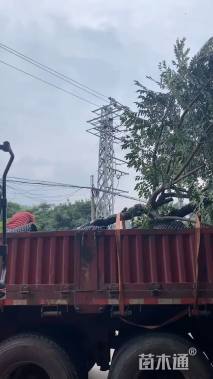 18公分台湾栾树