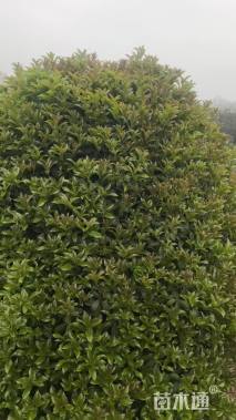 高度300厘米龙桂