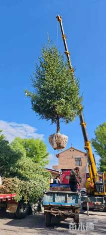 高度710厘米云杉