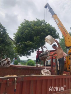 14公分丛生杨梅