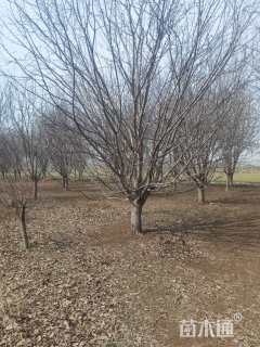 27公分绚丽海棠