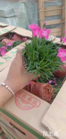 高度30厘米欧石竹