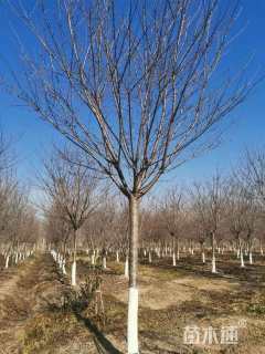 20公分染井吉野樱