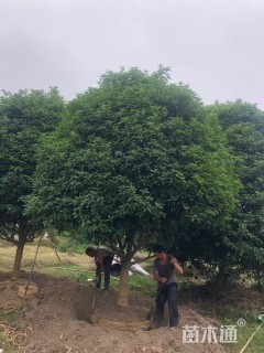 16公分小叶金桂