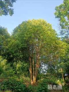 65公分丛生香樟