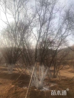 高度900厘米丛生五角枫