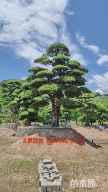 30公分造型日本罗汉松