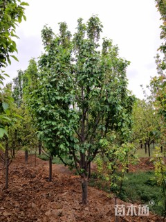 12公分八棱海棠