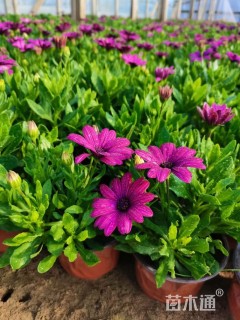 高度20厘米南非万寿菊