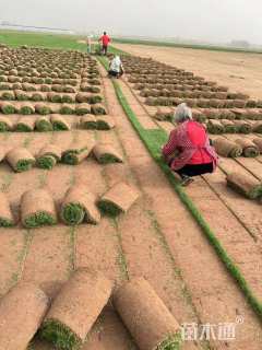 草卷状早熟禾草