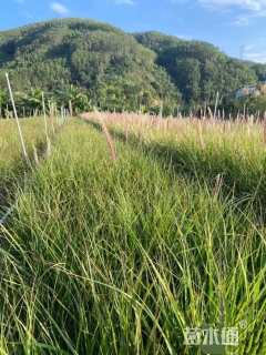 高度50厘米金红羽狼尾草