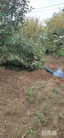 12公分绚丽海棠