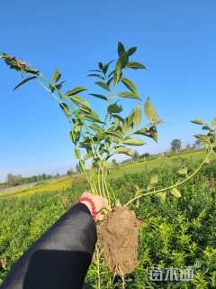 高度40厘米连翘