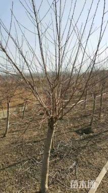 10公分红叶碧桃