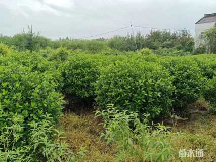 高度1200厘米栀子花