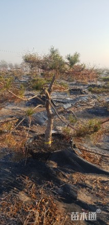 12公分造型油松