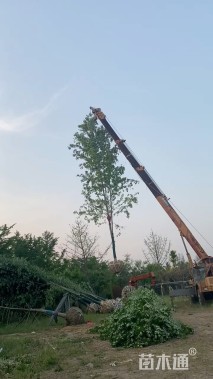 12公分美国红枫