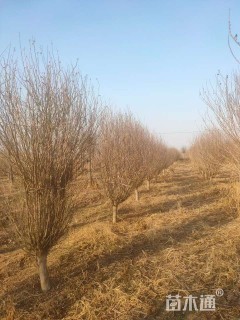 高度350厘米木槿