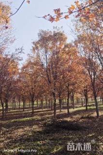 13公分美国红枫