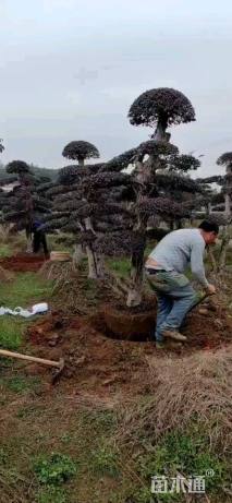 高度250厘米红花继木