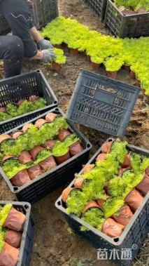 高度20厘米金叶佛甲草