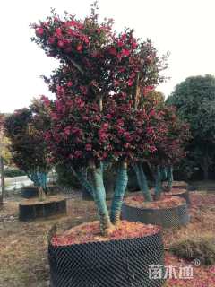 18公分造型茶梅