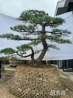 30公分造型黑松