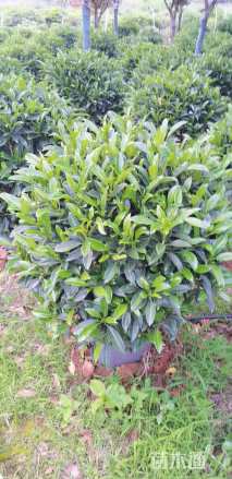 高度8090厘米非洲茉莉球