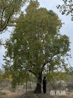 60公分乌桕