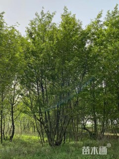 80公分枫杨