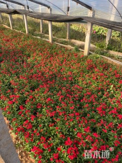 高度16厘米石竹