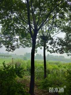 25公分朴树