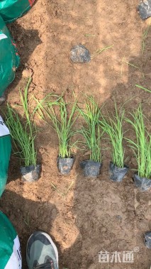 高度60厘米芦苇