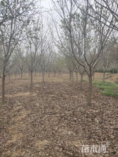 10公分染井吉野樱