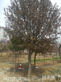 30公分绚丽海棠