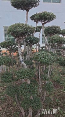 20公分造型赤楠