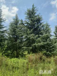 高度1000厘米雪松