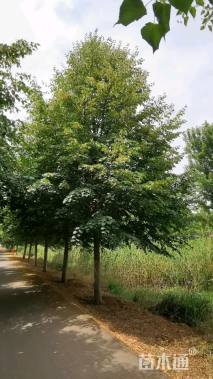 12公分椴树