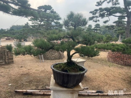 高度220厘米黑松